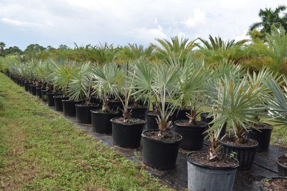 bismarckia-nobilis-silver-bismarck-palm