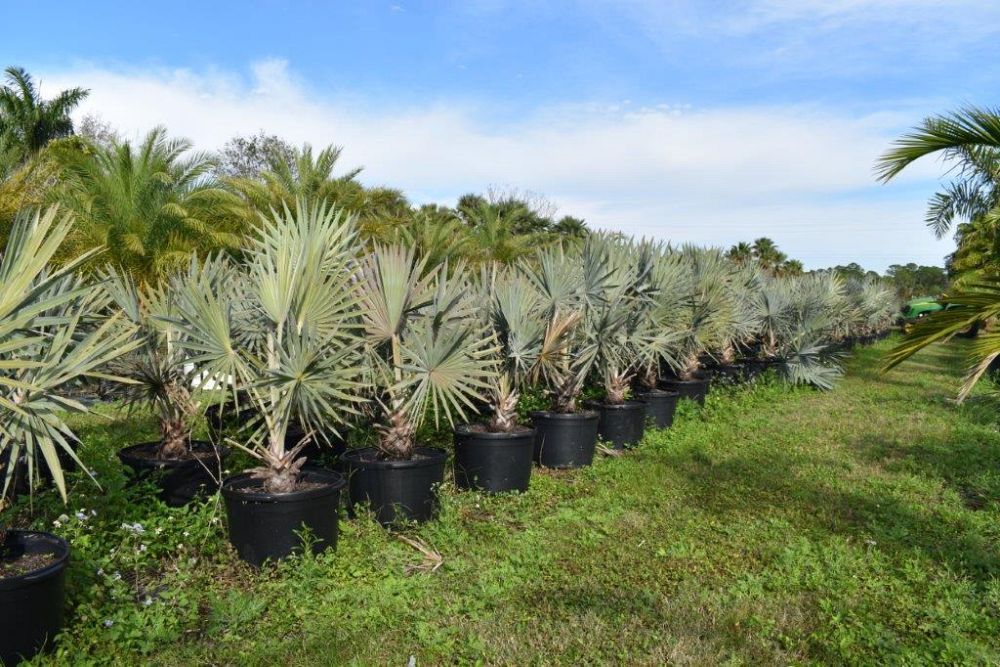 bismarckia-nobilis-silver-bismarck-palm