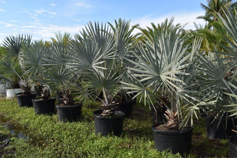 bismarckia-nobilis-silver-bismarck-palm