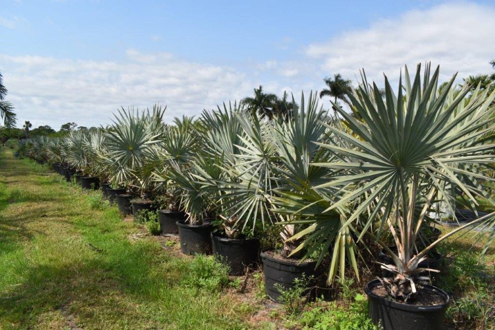 bismarckia-nobilis-silver-bismarck-palm