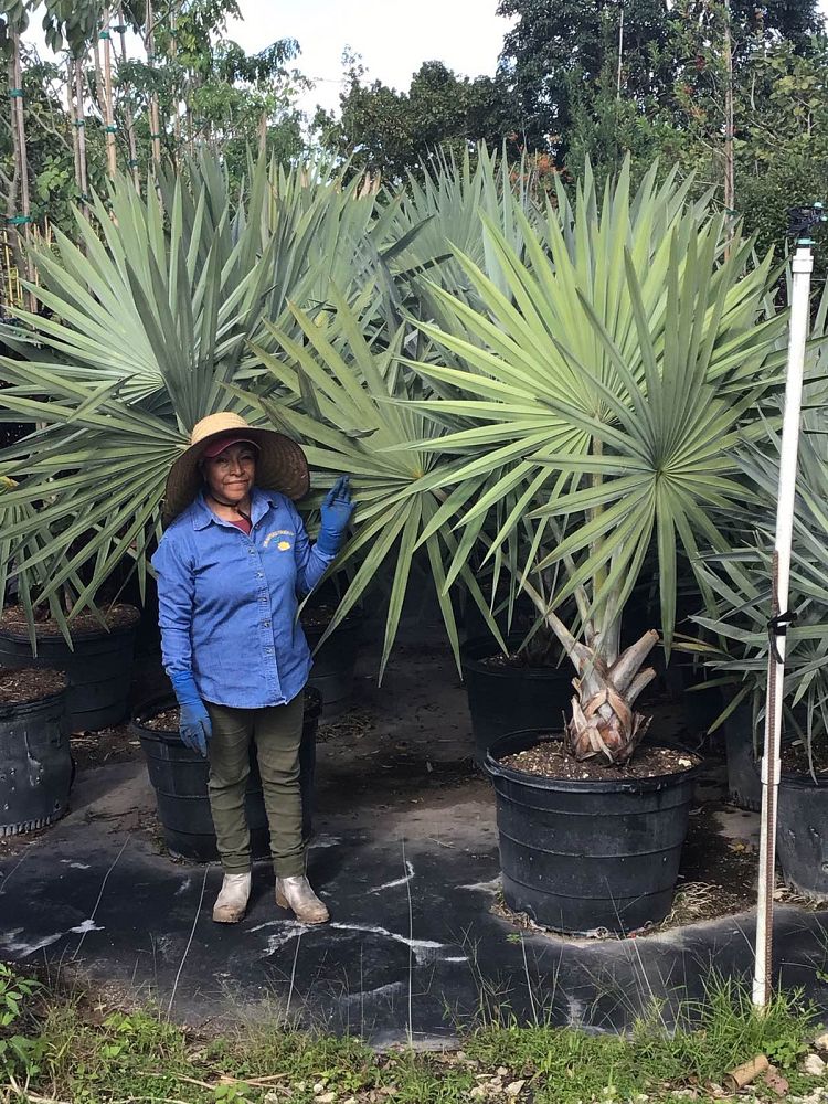 bismarckia-nobilis-silver-bismarck-palm