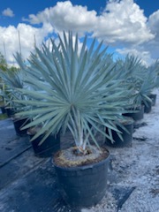 bismarckia-nobilis-silver-bismarck-palm