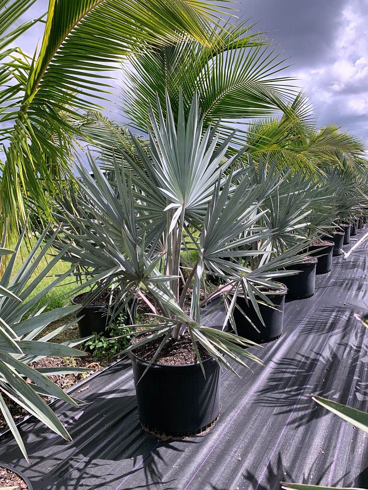 bismarckia-nobilis-silver-bismarck-palm