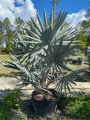 bismarckia-nobilis-silver-bismarck-palm