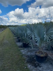 bismarckia-nobilis-silver-bismarck-palm