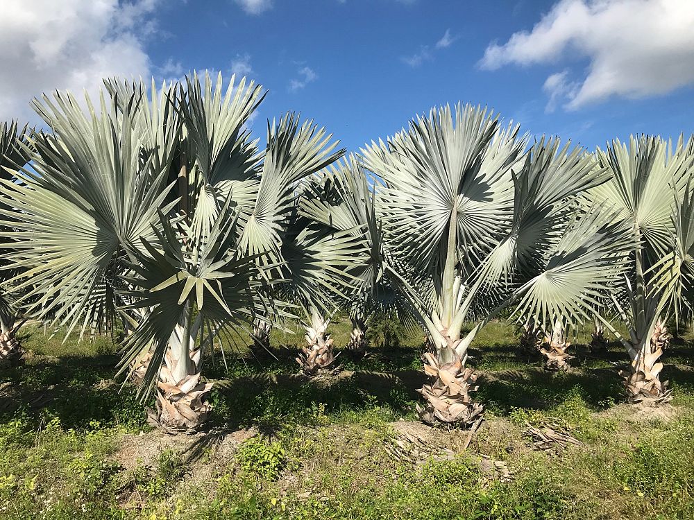 bismarckia-nobilis-silver-bismarck-palm