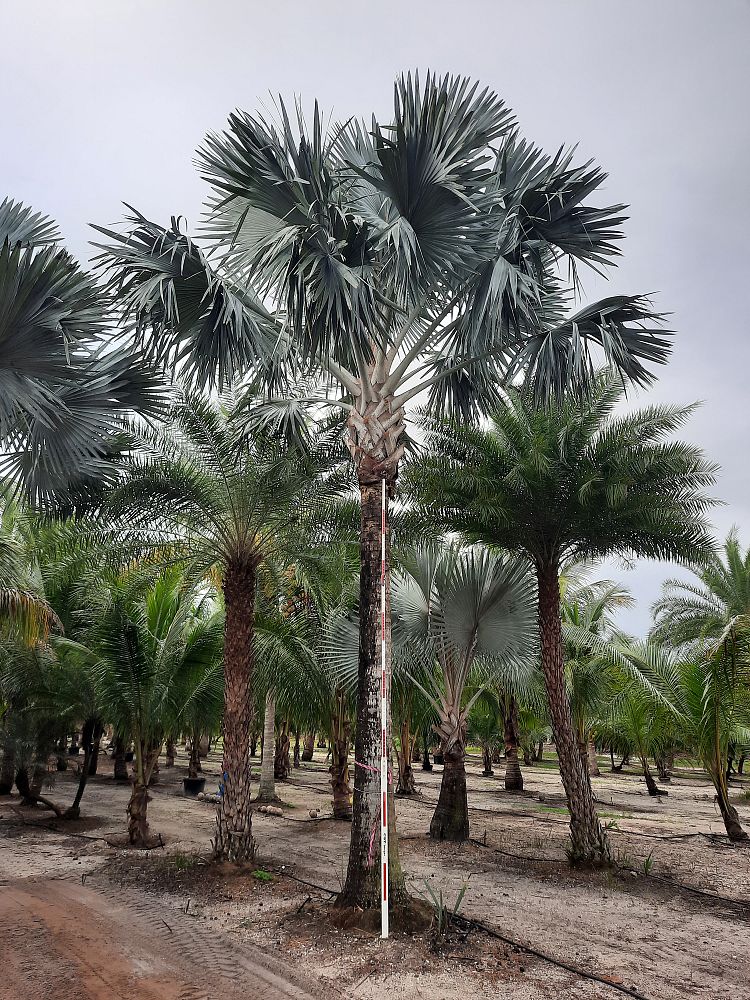 bismarckia-nobilis-silver-bismarck-palm