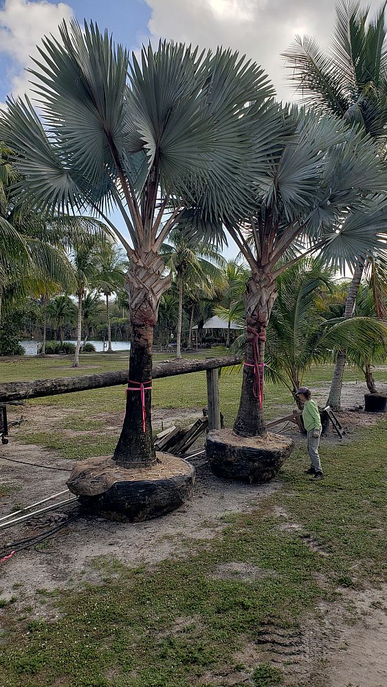 bismarckia-nobilis-silver-bismarck-palm