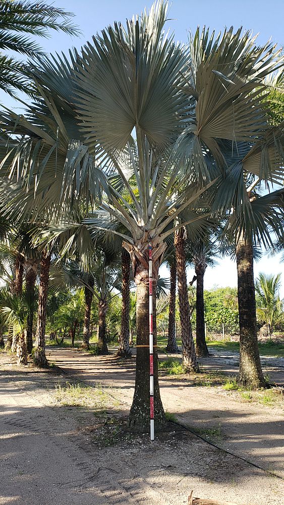 bismarckia-nobilis-silver-bismarck-palm