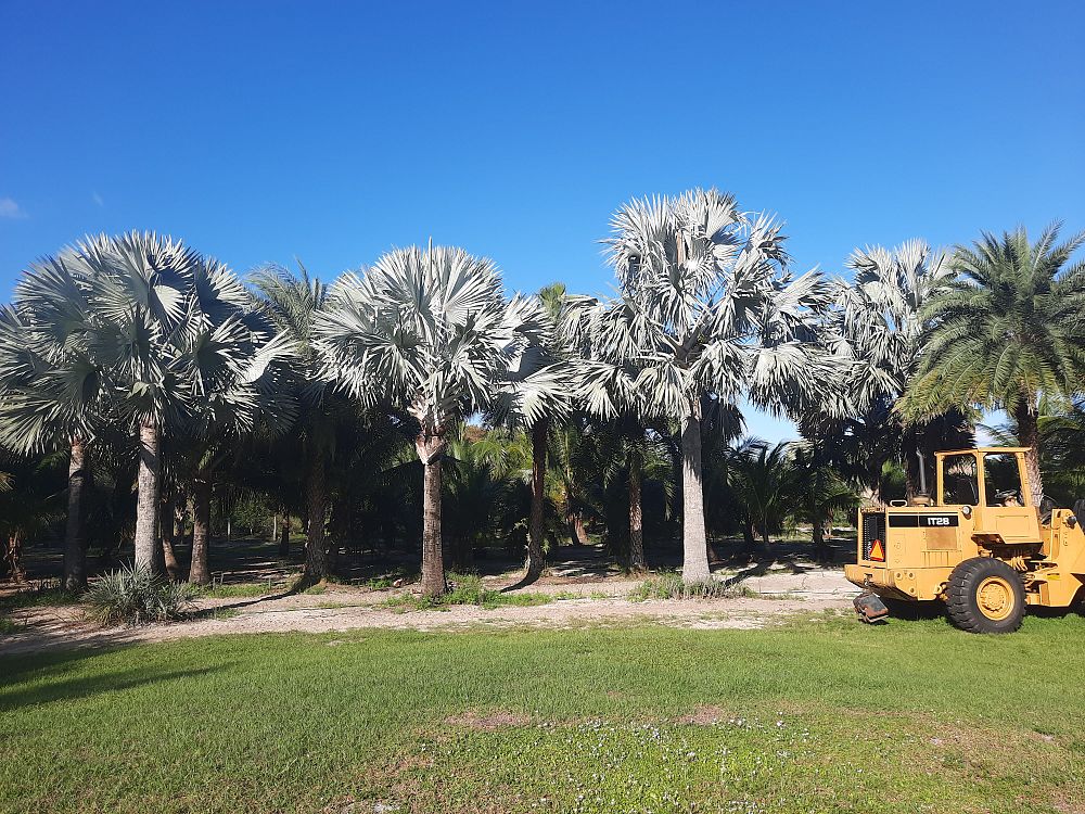 bismarckia-nobilis-silver-bismarck-palm