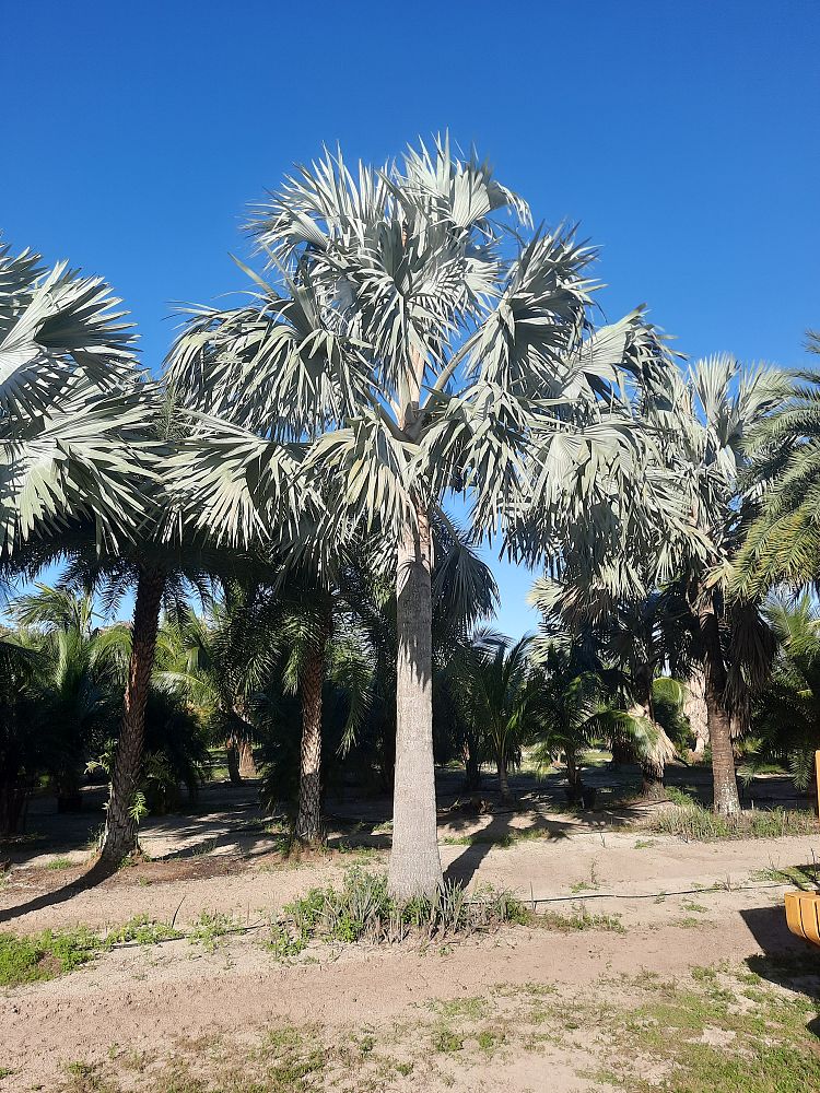 bismarckia-nobilis-silver-bismarck-palm