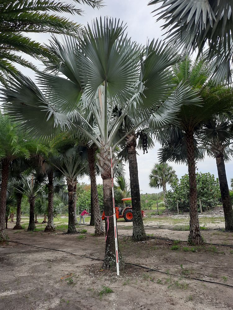 bismarckia-nobilis-silver-bismarck-palm
