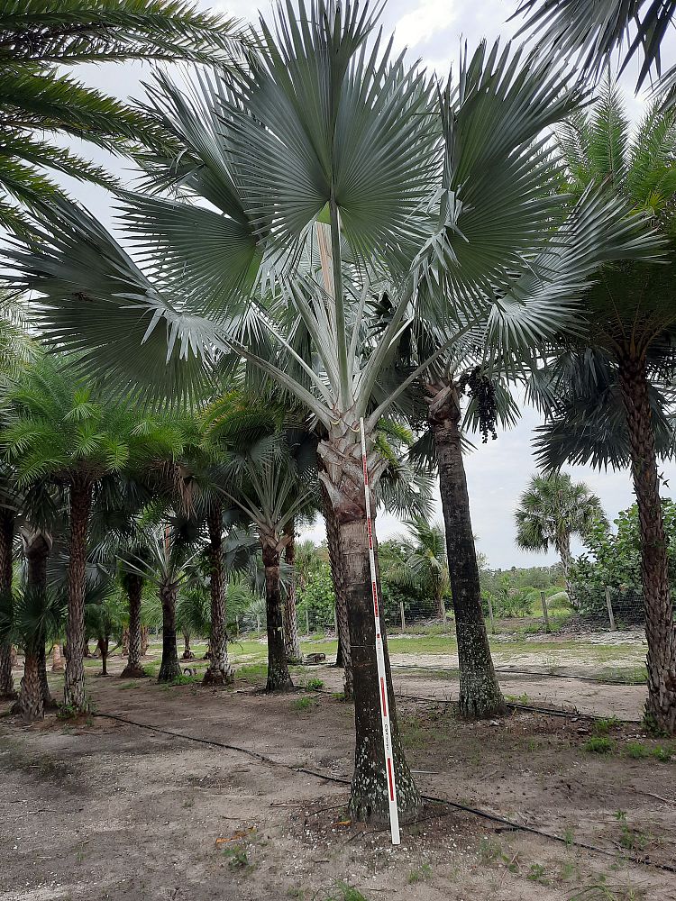 bismarckia-nobilis-silver-bismarck-palm