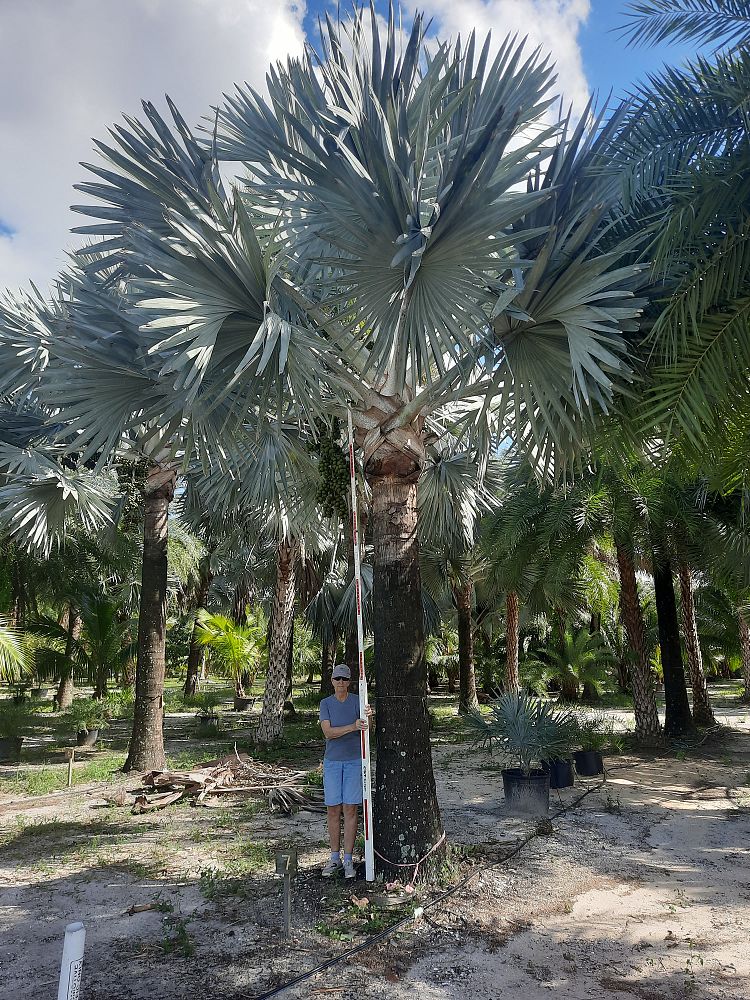 bismarckia-nobilis-silver-bismarck-palm