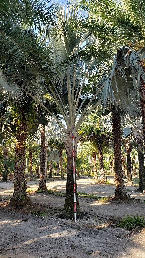 bismarckia-nobilis-silver-bismarck-palm