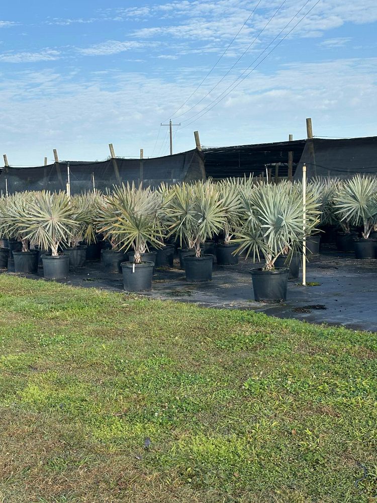 bismarckia-nobilis-silver-bismarck-palm