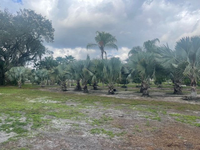 bismarckia-nobilis-silver-bismarck-palm