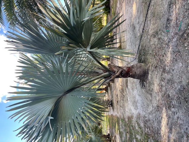 bismarckia-nobilis-silver-bismarck-palm