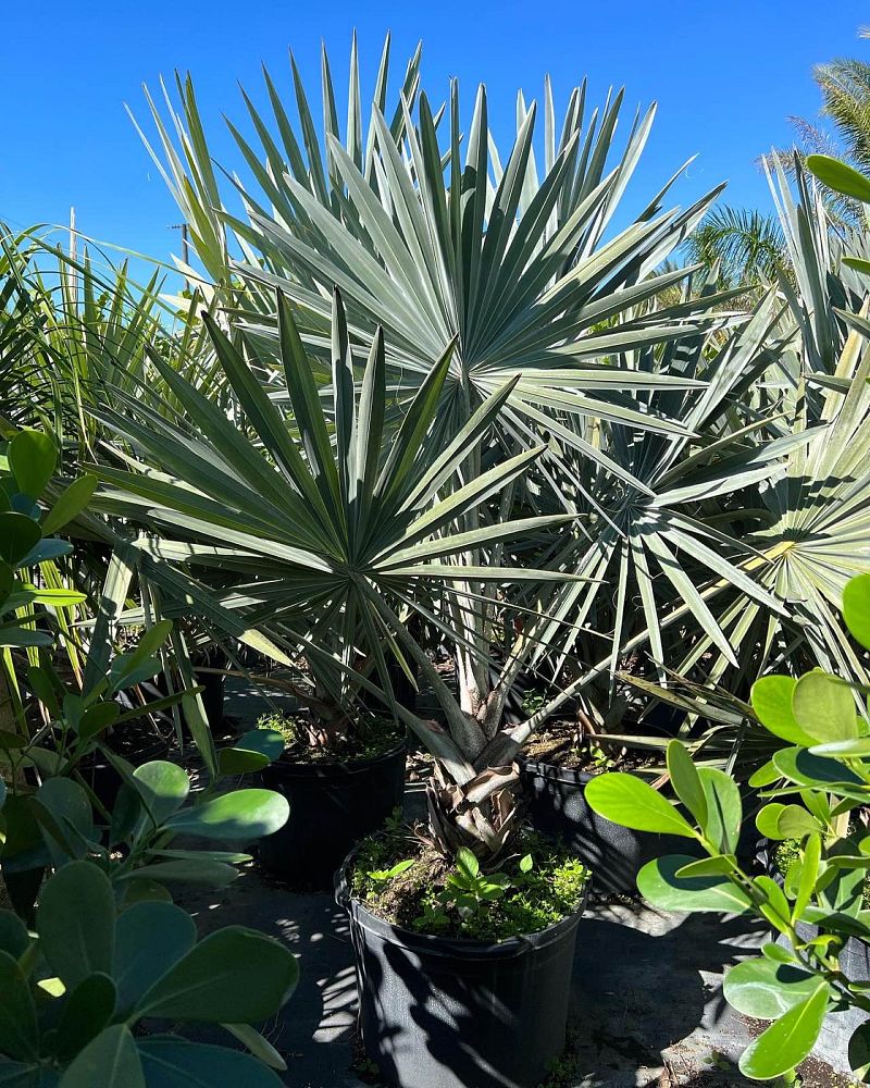 bismarckia-nobilis-silver-bismarck-palm