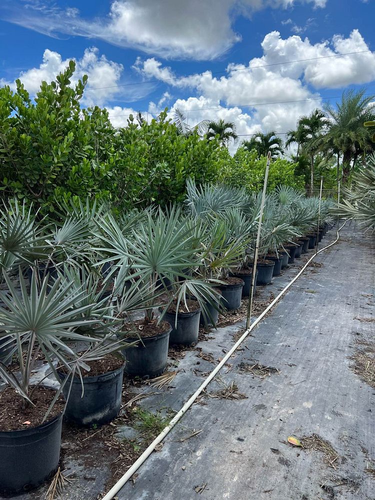 bismarckia-nobilis-silver-bismarck-palm