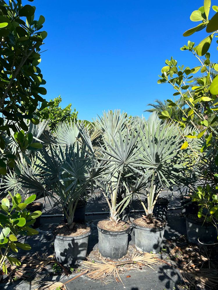 bismarckia-nobilis-silver-bismarck-palm