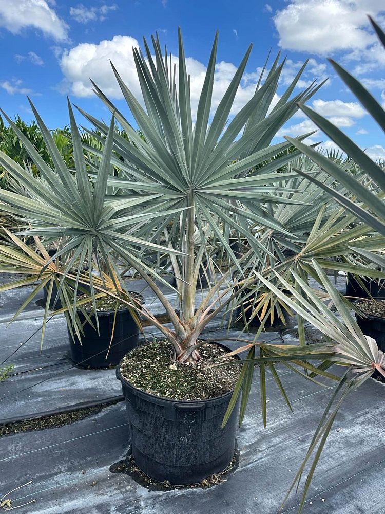 bismarckia-nobilis-silver-bismarck-palm
