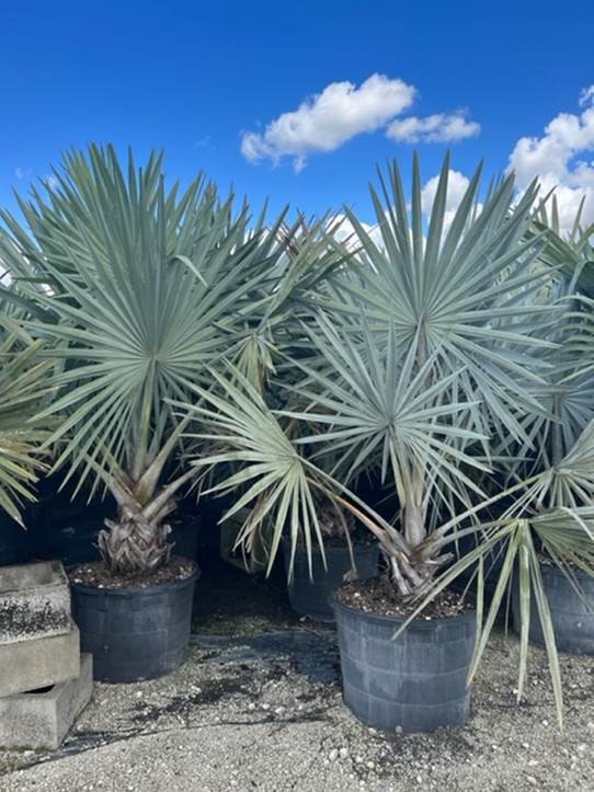 bismarckia-nobilis-silver-bismarck-palm