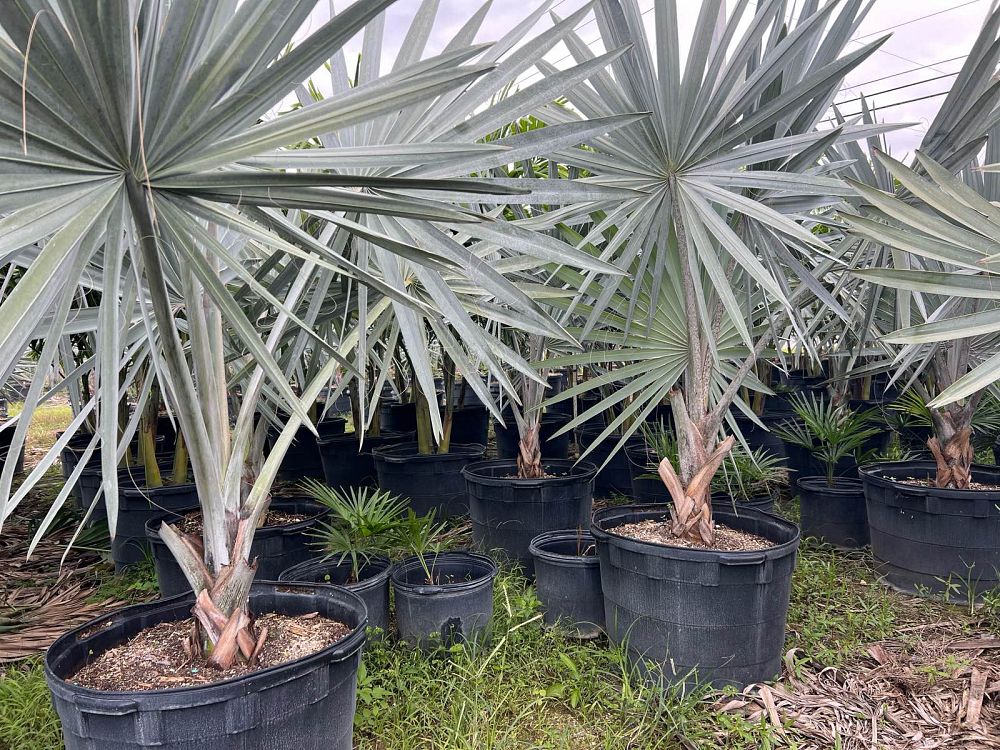 bismarckia-nobilis-silver-bismarck-palm