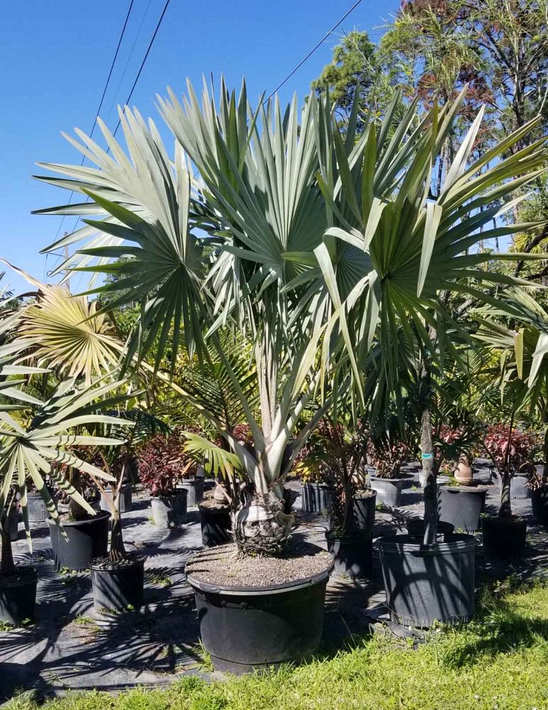 bismarckia-nobilis-silver-bismarck-palm