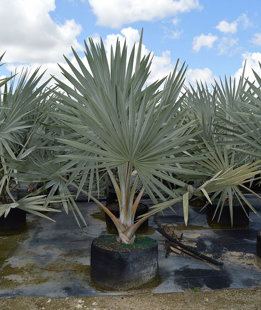 bismarckia-nobilis-silver-bismarck-palm
