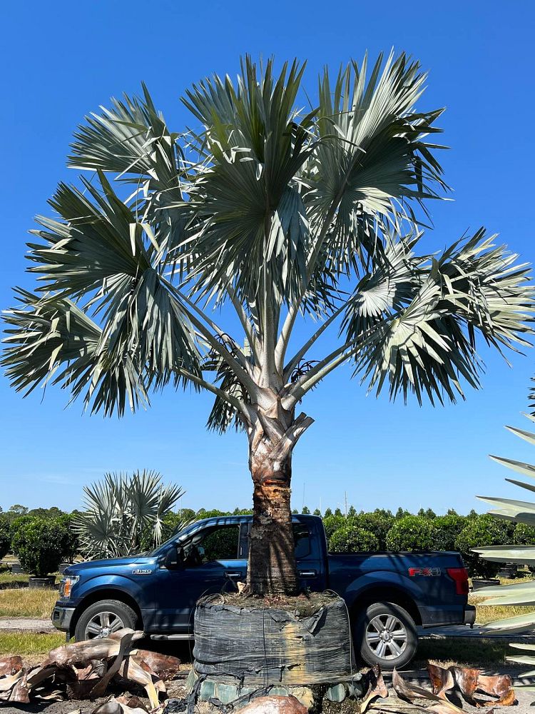 bismarckia-nobilis-silver-bismarck-palm