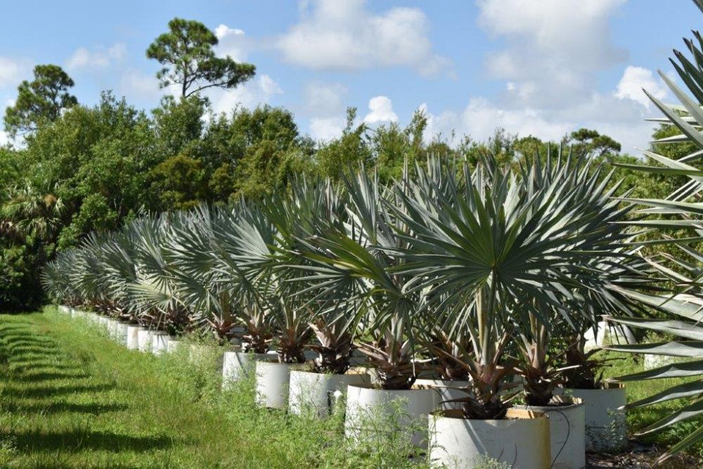 bismarckia-nobilis-silver-bismarck-palm