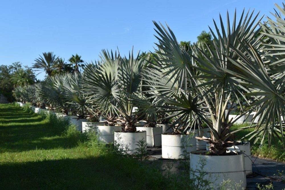 bismarckia-nobilis-silver-bismarck-palm
