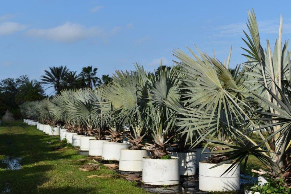 bismarckia-nobilis-silver-bismarck-palm
