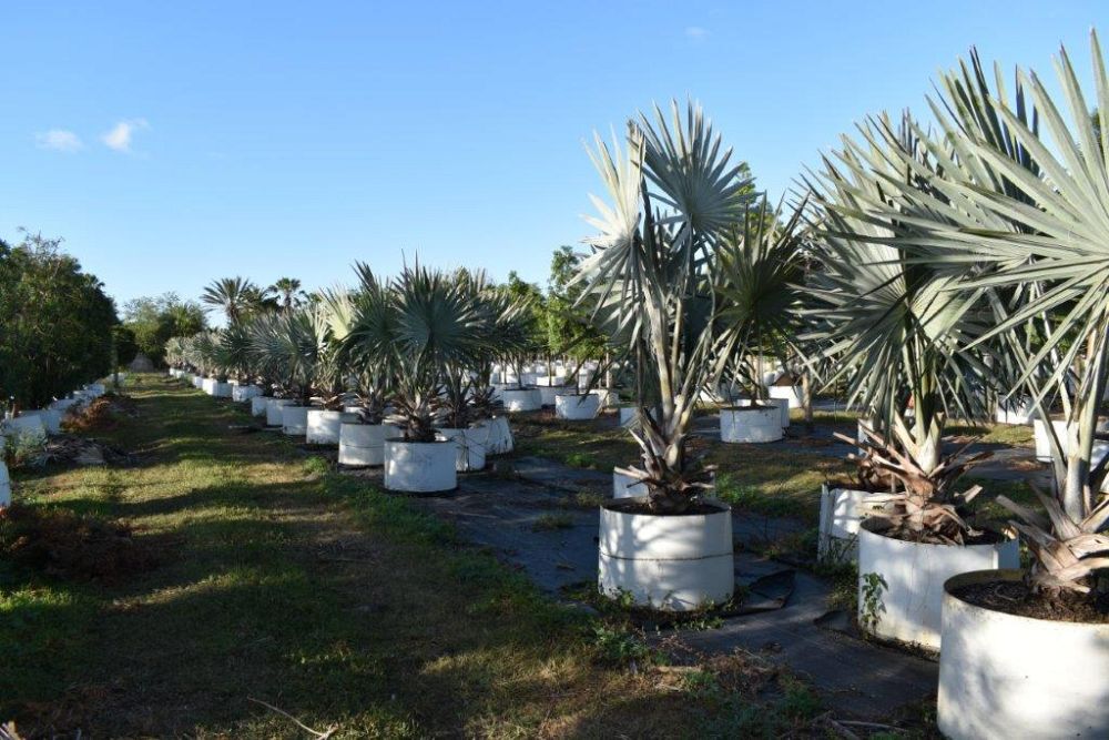bismarckia-nobilis-silver-bismarck-palm