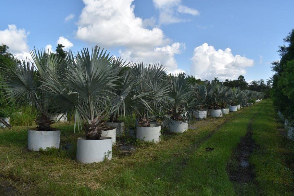 bismarckia-nobilis-silver-bismarck-palm