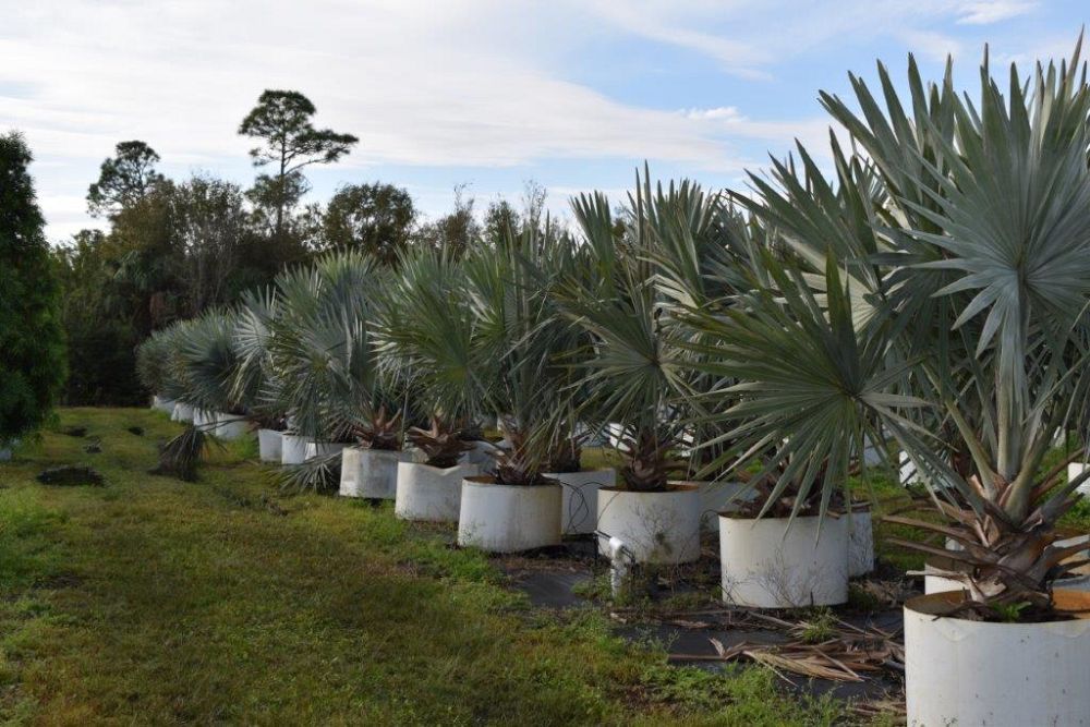 bismarckia-nobilis-silver-bismarck-palm