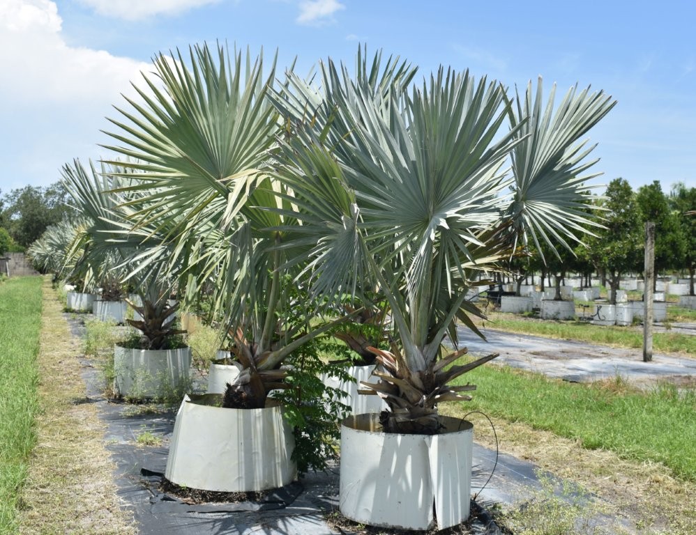 bismarckia-nobilis-silver-bismarck-palm