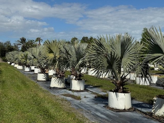 bismarckia-nobilis-silver-bismarck-palm