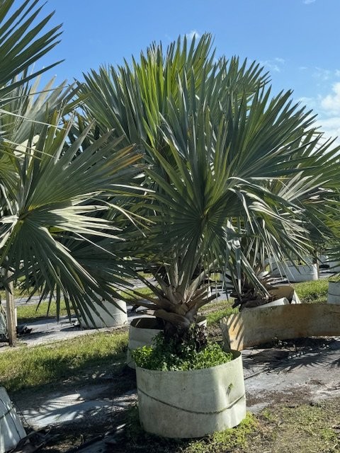 bismarckia-nobilis-silver-bismarck-palm