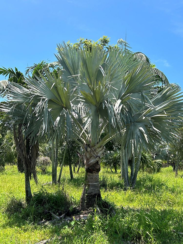 bismarckia-nobilis-silver-bismarck-palm