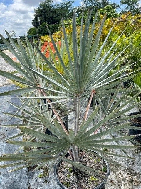 bismarckia-nobilis-silver-bismarck-palm