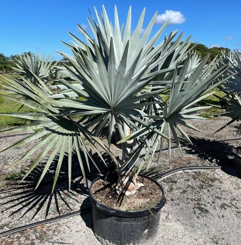 bismarckia-nobilis-silver-bismarck-palm