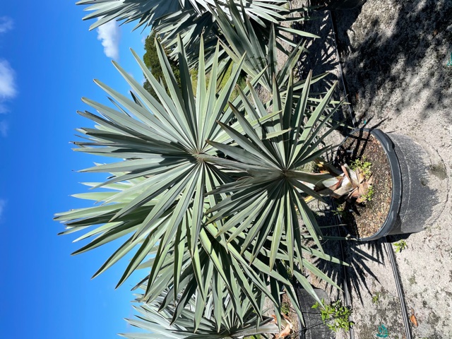 bismarckia-nobilis-silver-bismarck-palm