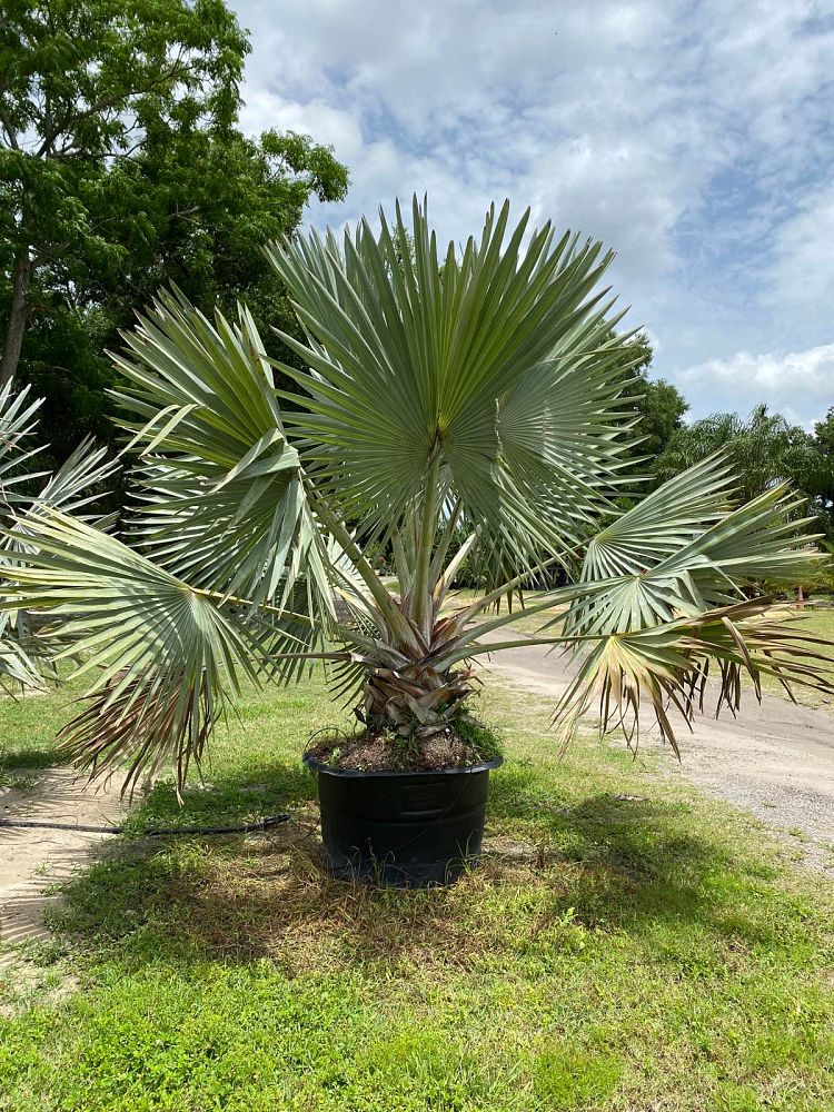 bismarckia-nobilis-silver-bismarck-palm