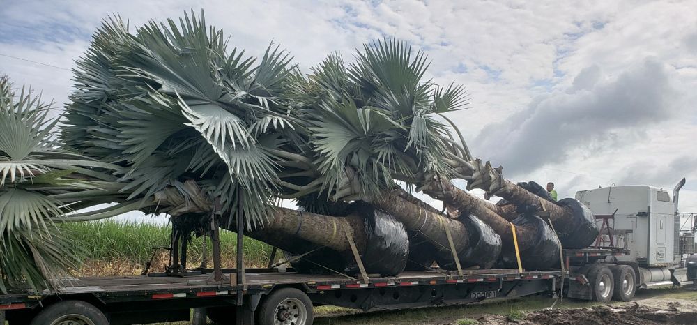 bismarckia-nobilis-silver-bismarck-palm