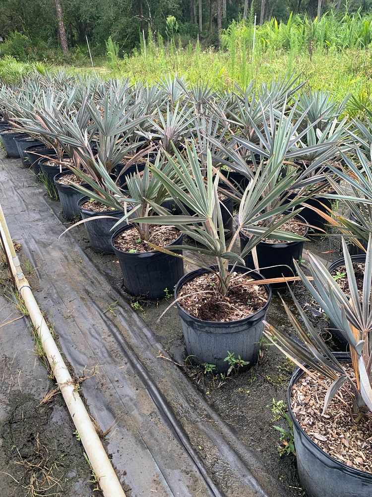 bismarckia-nobilis-silver-bismarck-palm
