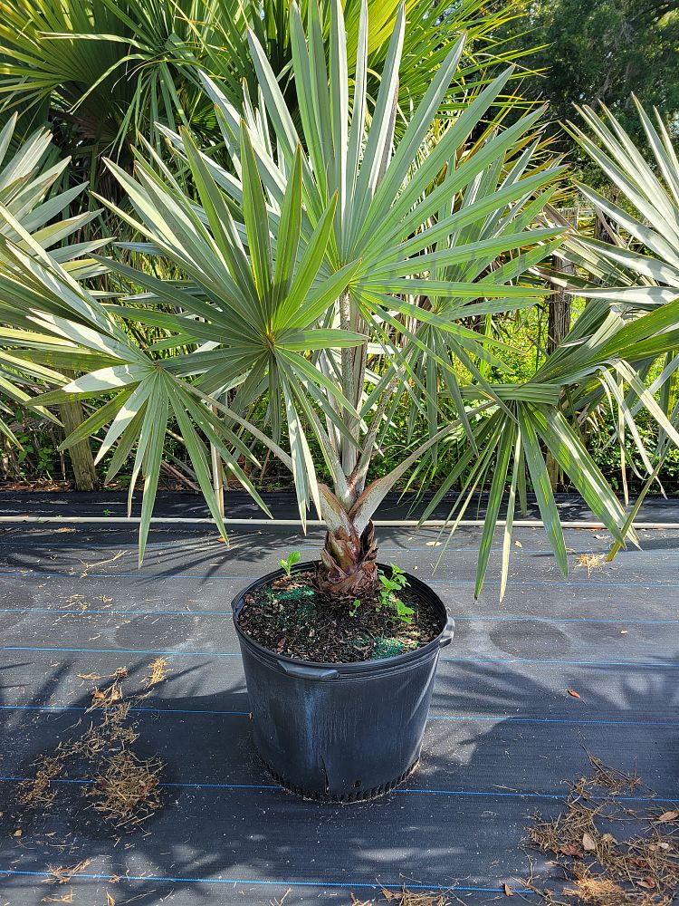 bismarckia-nobilis-silver-bismarck-palm