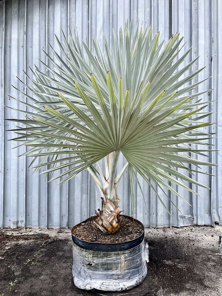 bismarckia-nobilis-silver-bismarck-palm