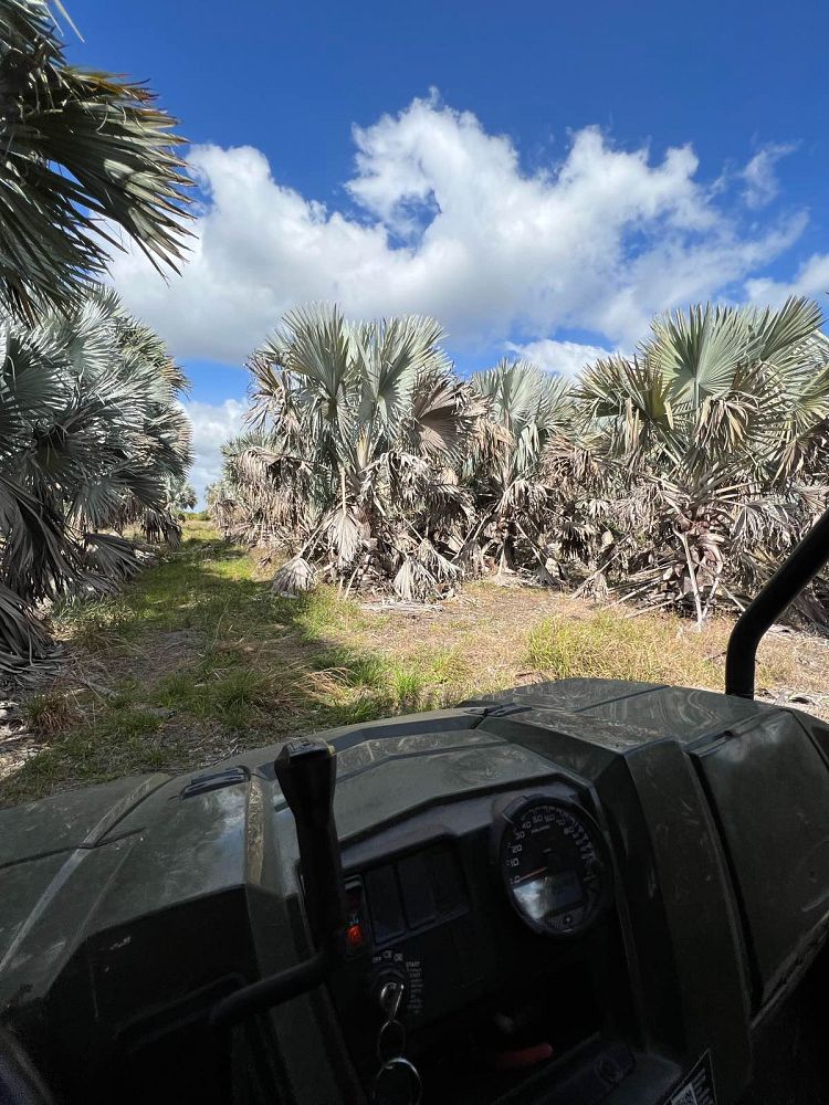 bismarckia-nobilis-silver-bismarck-palm